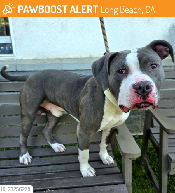 Found/Stray Male Dog last seen Near West San Antonio Drive, Long Beach, CA 90807, USA, Long Beach, CA 90807