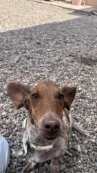 Lost Female Dog last seen high range, Rio Rancho, NM 87144