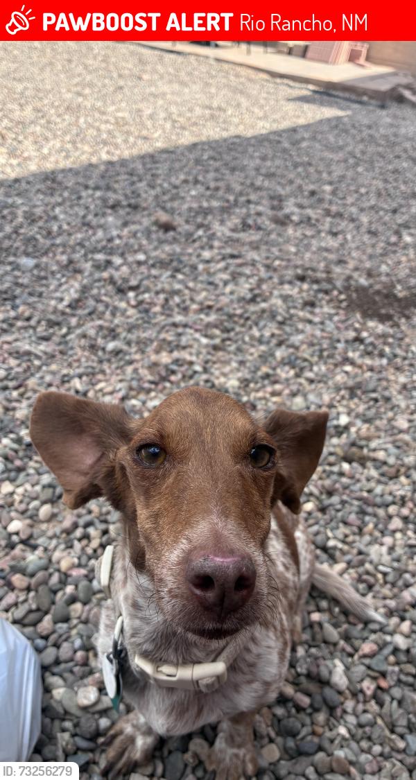 Lost Female Dog last seen high range, Rio Rancho, NM 87144