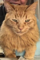 Lost Male Cat last seen Lookout Drive and Camden Avenue, Asheville, NC 28804