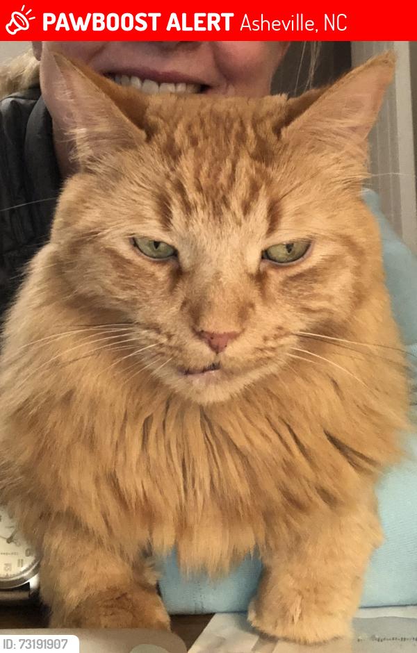 Lost Male Cat last seen Lookout Drive and Camden Avenue, Asheville, NC 28804