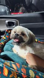 Found/Stray Unknown Dog last seen Mesa az, Mesa, AZ 85201