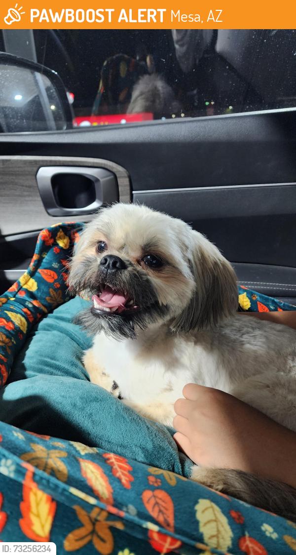 Found/Stray Unknown Dog last seen Mesa az, Mesa, AZ 85201