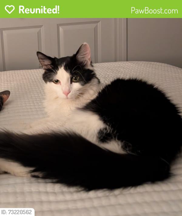 Reunited Female Cat last seen East Michigan Ave and Harrington, Parma, MI 49269