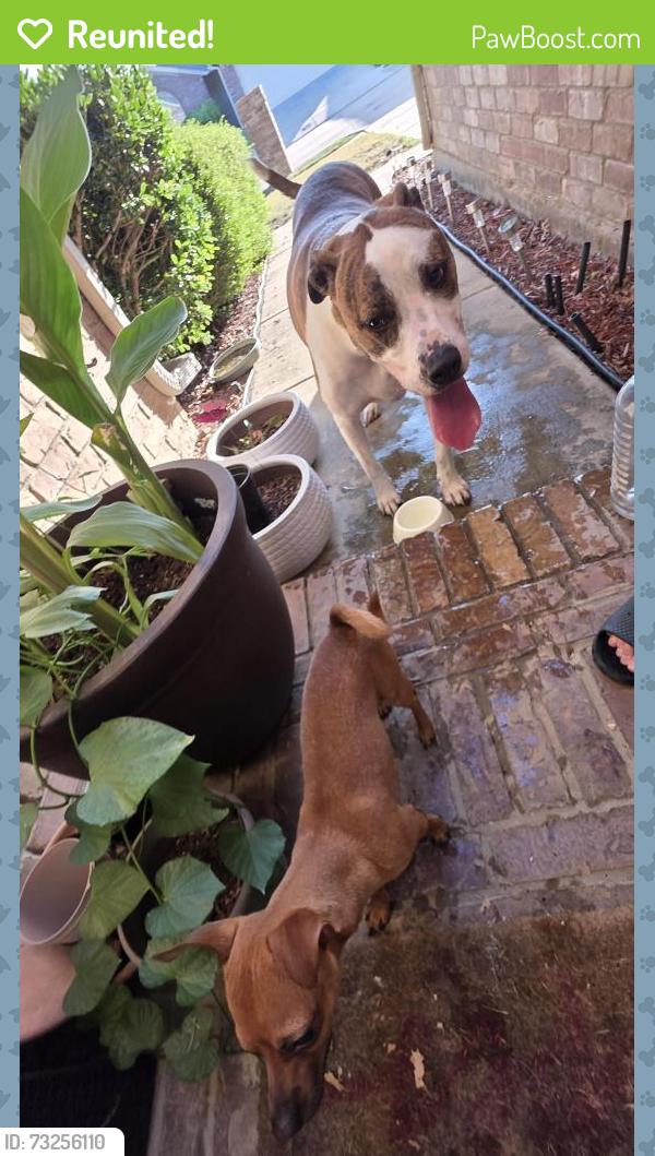 Reunited Male Dog last seen Fort worth, Fort Worth, TX 76244