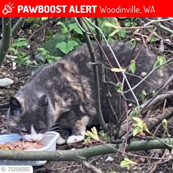 Lost Female Cat last seen Near recycling center, Woodinville, WA 98072