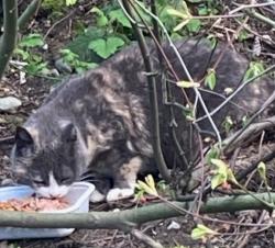 Lost Female Cat last seen Near recycling center, Woodinville, WA 98072
