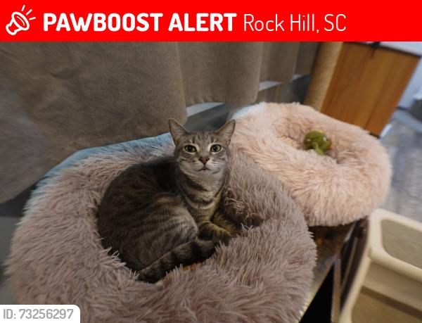 Lost Male Cat last seen Twin lakes road, celanese, Rock Hill, SC 29732