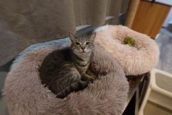 Lost Male Cat last seen Twin lakes road, celanese, Rock Hill, SC 29732