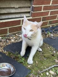 Found/Stray Male Cat last seen McHoward, Meadowbrook, VA 23237