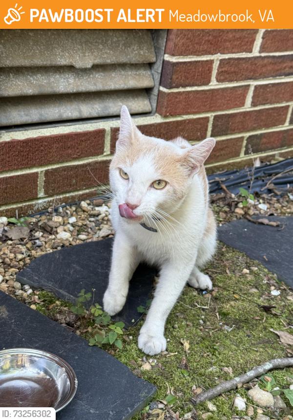 Found/Stray Male Cat last seen McHoward, Meadowbrook, VA 23237