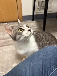 Lost Female Cat last seen Riverside, Riverside, MI 49022