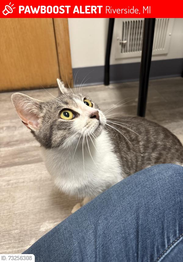 Lost Female Cat last seen Riverside, Riverside, MI 49022