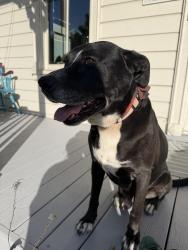 Found/Stray Male Dog last seen Trout gulch and cathedral, Aptos, CA 95003