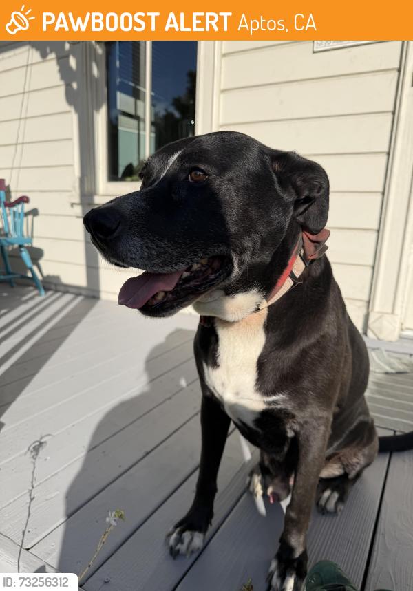 Found/Stray Male Dog last seen Trout gulch and cathedral, Aptos, CA 95003