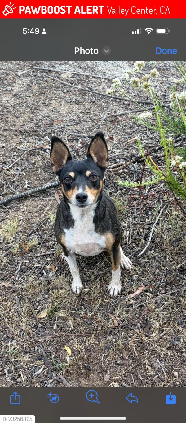 Lost Female Dog last seen Cool Water Ranch Road and Quiet Place, Valley Center, CA 92082
