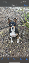 Lost Female Dog last seen Cool Water Ranch Road and Quiet Place, Valley Center, CA 92082