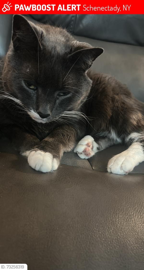 Lost Male Cat last seen Nassau ave & state st, Schenectady, NY 12304