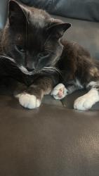 Lost Male Cat last seen Nassau ave & state st, Schenectady, NY 12304