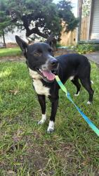 Found/Stray Male Dog last seen Belvoir Hills on Amhurst Ave, Chattanooga, TN 37411
