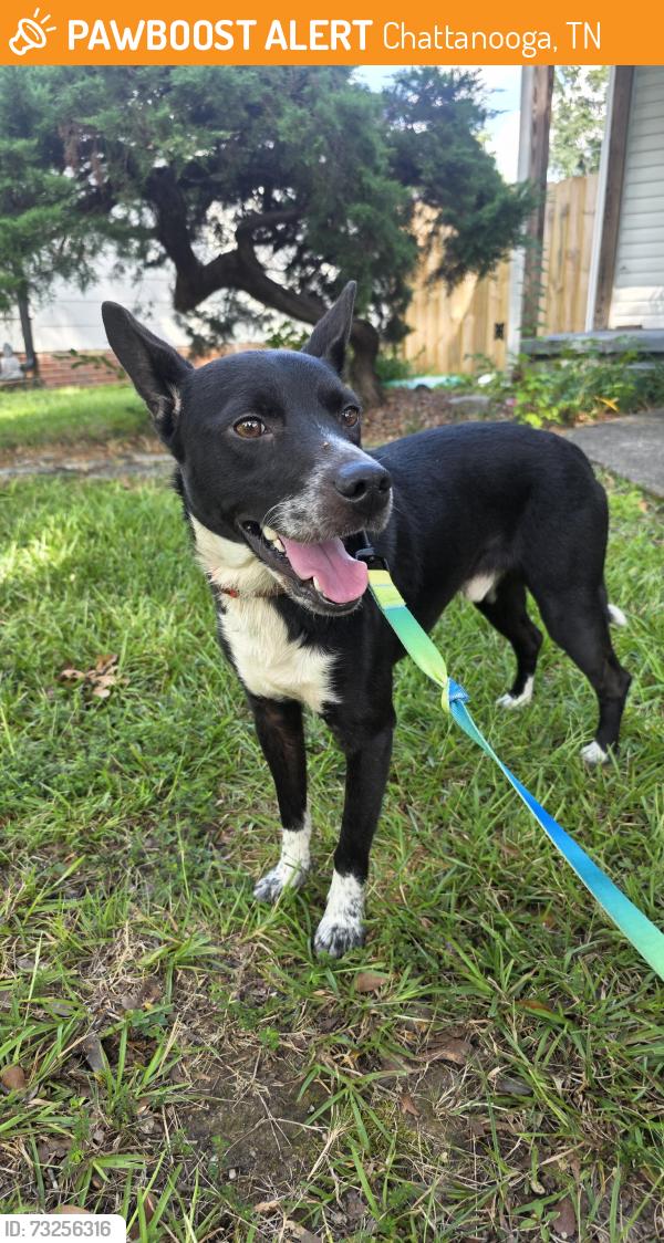 Found/Stray Male Dog last seen Belvoir Hills on Amhurst Ave, Chattanooga, TN 37411