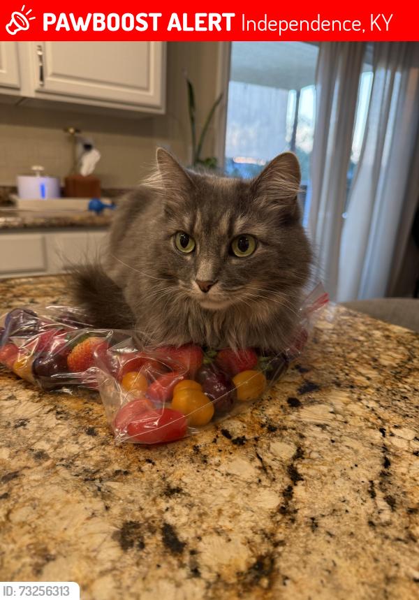 Lost Female Cat last seen Harvest hill subdivision, Independence, KY 41051