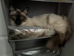 Reunited Male Cat last seen Hilton and upland down the hill of the tree swing, Alexandria, VA 22314