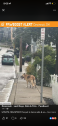 Found/Stray Unknown Dog last seen Ravenwood Apts, Cincinnati, OH 45225