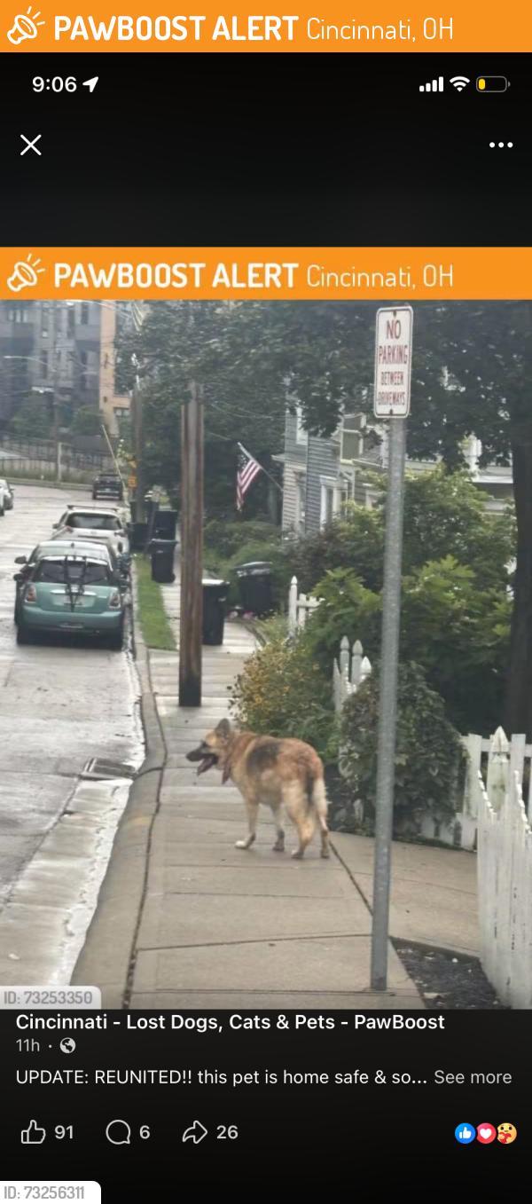 Found/Stray Unknown Dog last seen Ravenwood Apts, Cincinnati, OH 45225