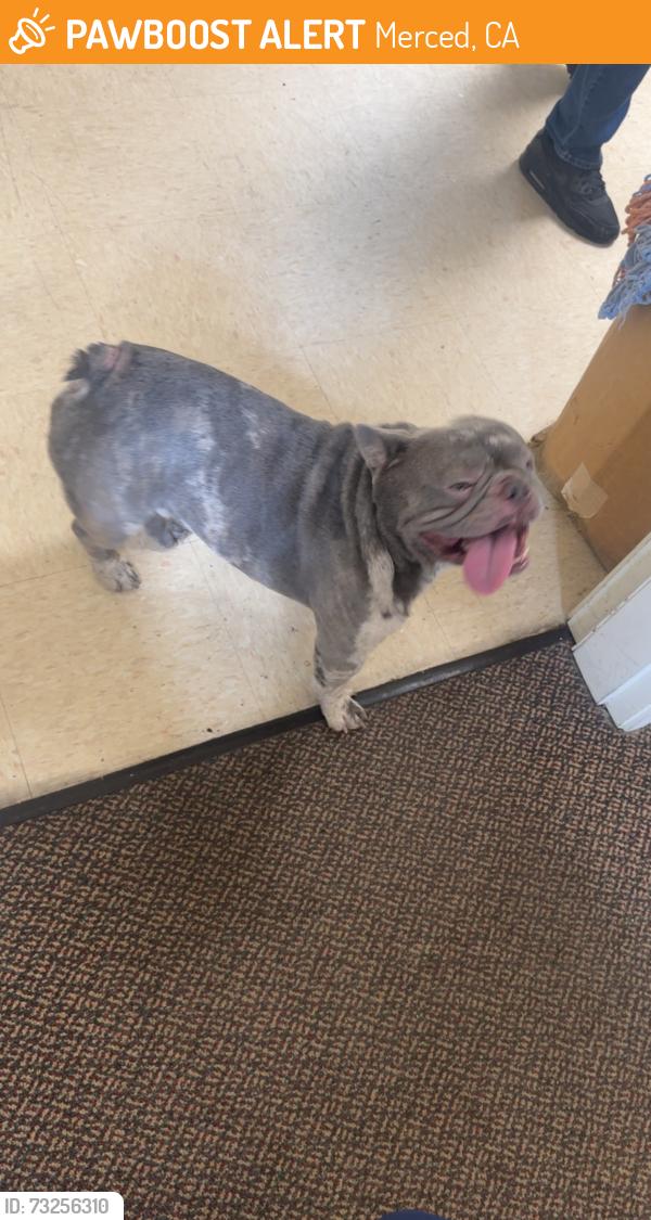 Found/Stray Male Dog last seen Merced, Merced, CA 95341
