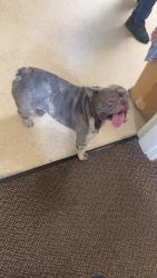 Found/Stray Male Dog last seen Merced, Merced, CA 95341