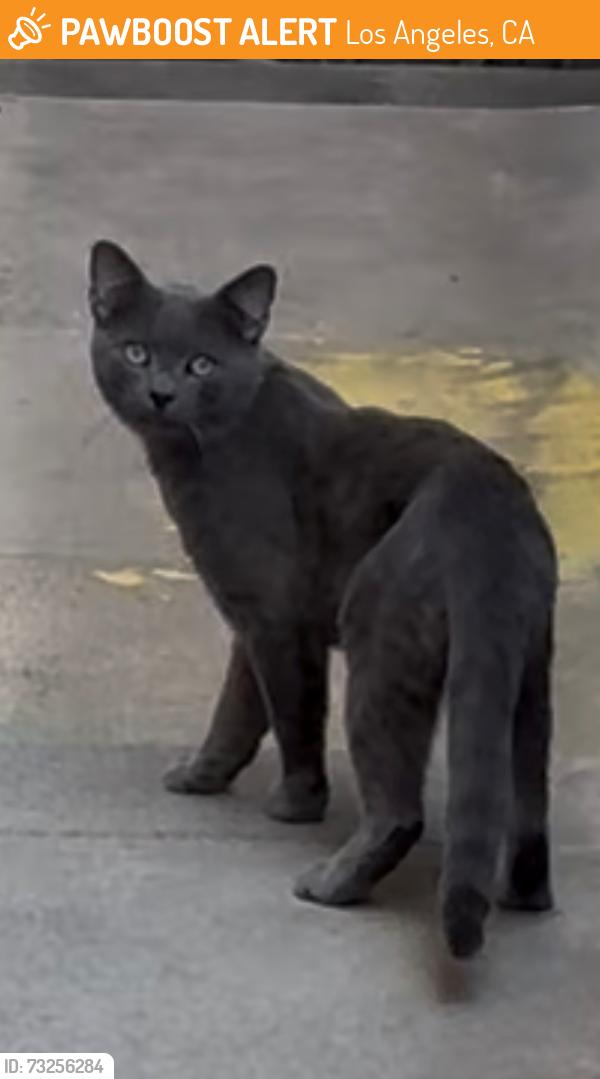 Found/Stray Unknown Cat last seen Near Block of Gayley, Just South of Le Conte, in Westwood, Los Angeles, CA 90024