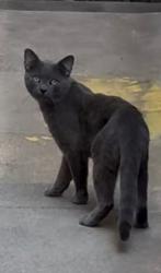 Found/Stray Unknown Cat last seen Near Block of Gayley, Just South of Le Conte, in Westwood, Los Angeles, CA 90024
