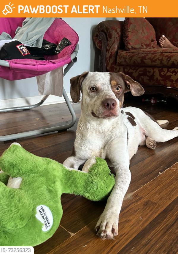 Found/Stray Male Dog last seen Near cadagon way Antioch TN 37013, Nashville, TN 37013