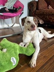 Found/Stray Male Dog last seen Near cadagon way Antioch TN 37013, Nashville, TN 37013