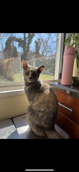 Lost Female Cat last seen Near Arnold Avenue, Queens, NY 11378