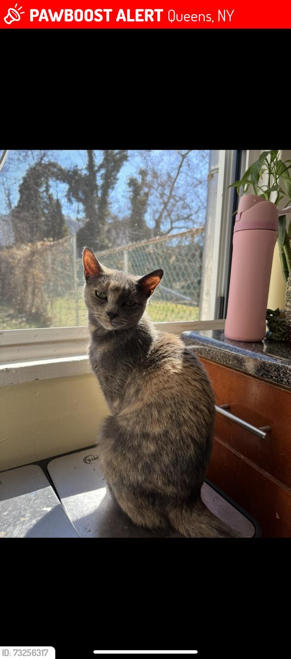 Lost Female Cat last seen Near Arnold Avenue, Queens, NY 11378