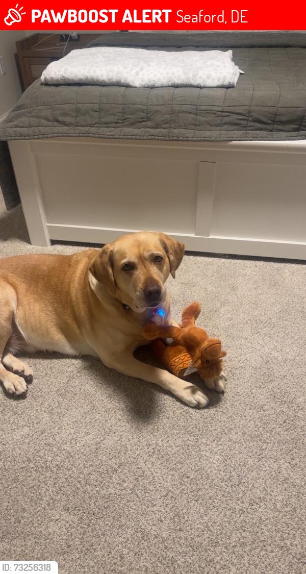 Lost Female Dog last seen Concord rd, Seaford, DE 19973