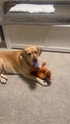 Lost Female Dog last seen Concord rd, Seaford, DE 19973
