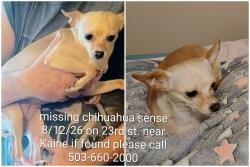 Lost Female Dog last seen Near Mt. HOOD community College, Gresham, OR 97030