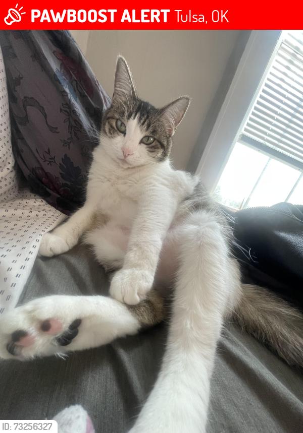 Lost Female Cat last seen 13th st and S Carthage, Tulsa, OK 74119
