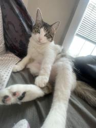 Lost Female Cat last seen 13th st and S Carthage, Tulsa, OK 74119