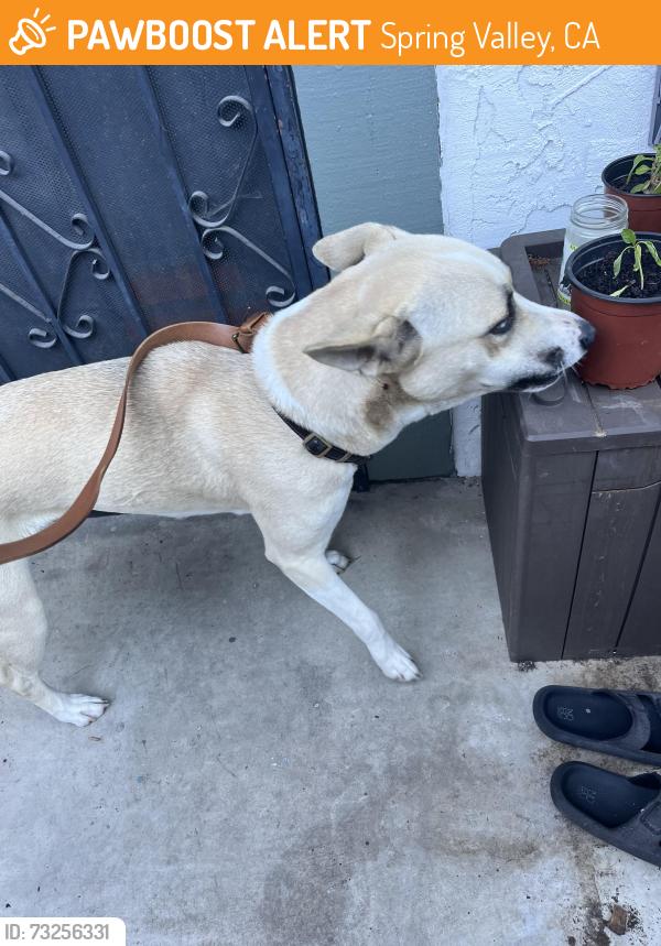 Found/Stray Female Dog last seen Leigh Ave and Spring Canyon, Spring Valley, CA 91977