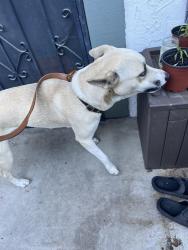 Found/Stray Female Dog last seen Leigh Ave and Spring Canyon, Spring Valley, CA 91977