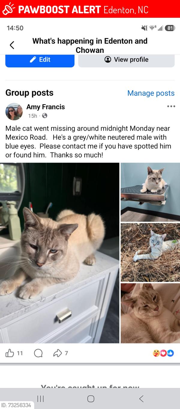 Lost Male Cat last seen Mexico Road, Edenton, NC 27932