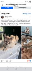 Lost Male Cat last seen Mexico Road, Edenton, NC 27932