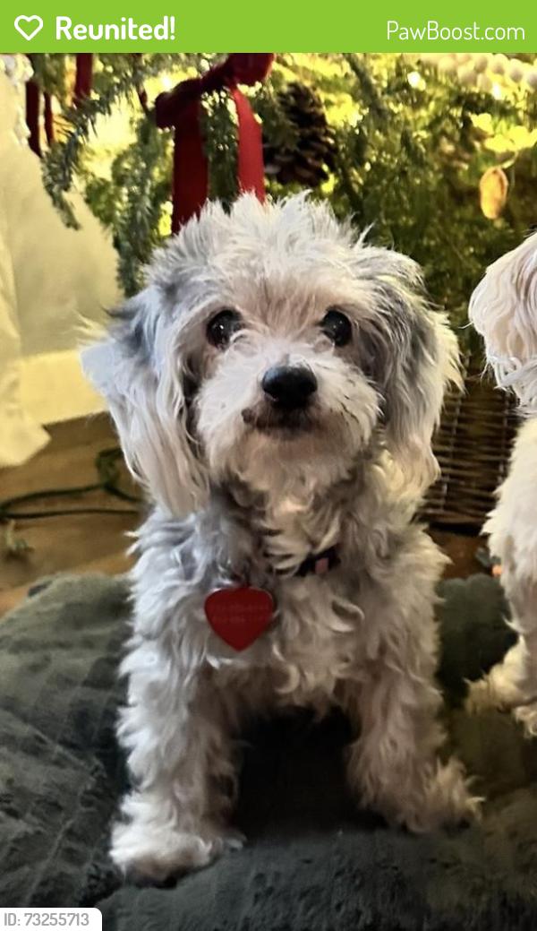 Reunited Female Dog last seen Park falls and longenbaugh, Houston, TX 77095