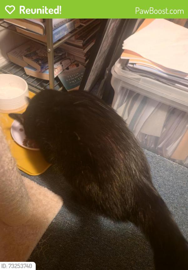 Reunited Male Cat last seen Cross section of East Mt Pleasant and Hendricks St, Ambler, PA 19002