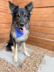 Found/Stray Male Dog last seen Pipers Meadow Community, San Antonio, TX, San Antonio, TX 78251
