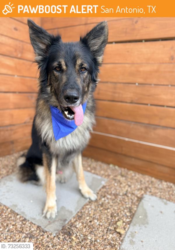 Found/Stray Male Dog last seen Pipers Meadow Community, San Antonio, TX, San Antonio, TX 78251